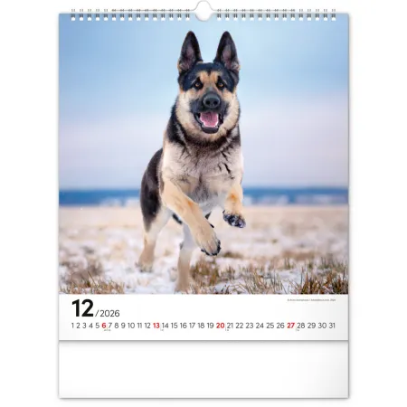 NOTIQUE Nástěnný kalendář Psi 2026, 30 x 34 cm