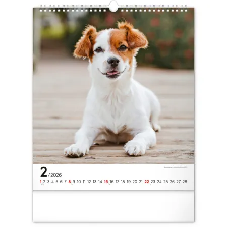 NOTIQUE Nástěnný kalendář Psi 2026, 30 x 34 cm