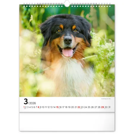 NOTIQUE Nástěnný kalendář Psi 2026, 30 x 34 cm