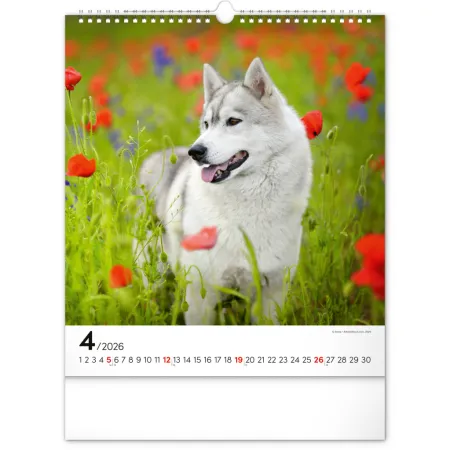 NOTIQUE Nástěnný kalendář Psi 2026, 30 x 34 cm