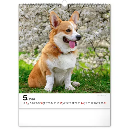 NOTIQUE Nástěnný kalendář Psi 2026, 30 x 34 cm