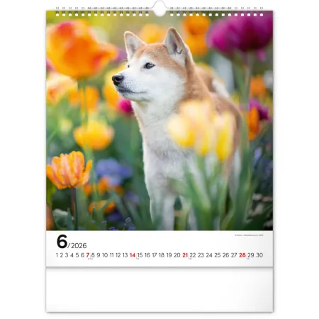 NOTIQUE Nástěnný kalendář Psi 2026, 30 x 34 cm