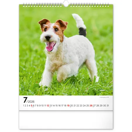 NOTIQUE Nástěnný kalendář Psi 2026, 30 x 34 cm