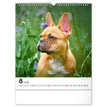 NOTIQUE Nástěnný kalendář Psi 2026, 30 x 34 cm
