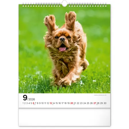 NOTIQUE Nástěnný kalendář Psi 2026, 30 x 34 cm