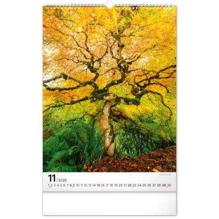 NOTIQUE Nástěnný kalendář Stromy 2026, 33 x 46 cm