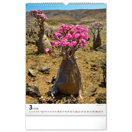 NOTIQUE Nástěnný kalendář Stromy 2026, 33 x 46 cm