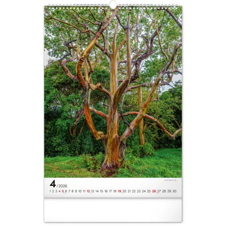 NOTIQUE Nástěnný kalendář Stromy 2026, 33 x 46 cm