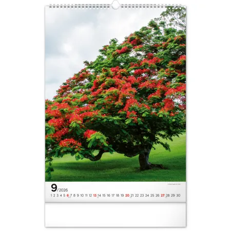 NOTIQUE Nástěnný kalendář Stromy 2026, 33 x 46 cm