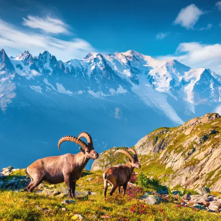 NOTIQUE Poznámkový kalendář Alpy 2026, 30 x 30 cm