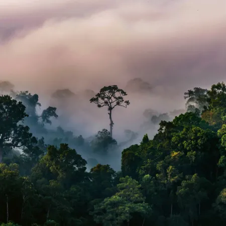 NOTIQUE Poznámkový kalendář Deštné pralesy 2026, 30 x 30 cm