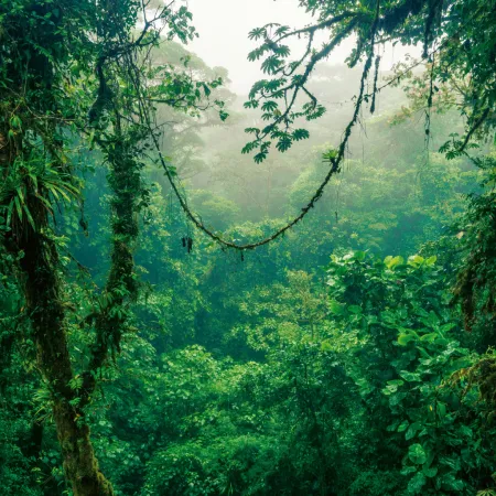 NOTIQUE Poznámkový kalendář Deštné pralesy 2026, 30 x 30 cm