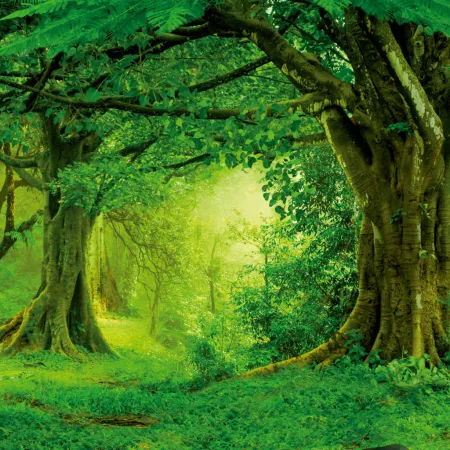 NOTIQUE Poznámkový kalendář Deštné pralesy 2026, 30 x 30 cm