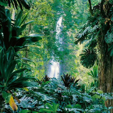 NOTIQUE Poznámkový kalendář Deštné pralesy 2026, 30 x 30 cm