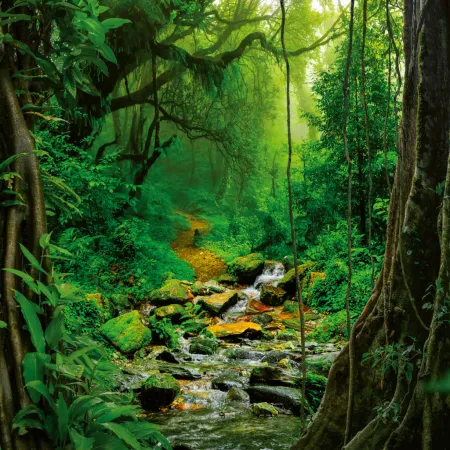 NOTIQUE Poznámkový kalendář Deštné pralesy 2026, 30 x 30 cm