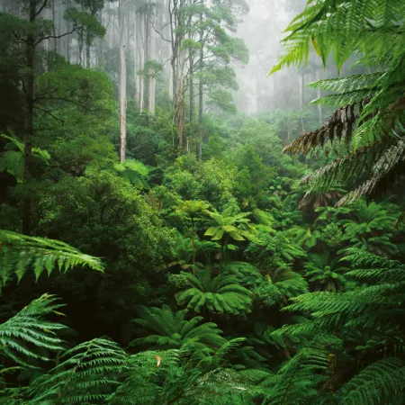 NOTIQUE Poznámkový kalendář Deštné pralesy 2026, 30 x 30 cm