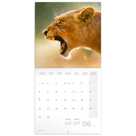 NOTIQUE Poznámkový kalendář Divoká zvířata 2026, 30 x 30 cm