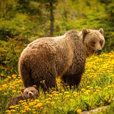 NOTIQUE Poznámkový kalendář Divoká zvířata 2026, 30 x 30 cm