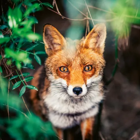 NOTIQUE Poznámkový kalendář Divoká zvířata 2026, 30 x 30 cm