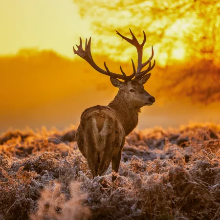 NOTIQUE Poznámkový kalendář Divoká zvířata 2026, 30 x 30 cm