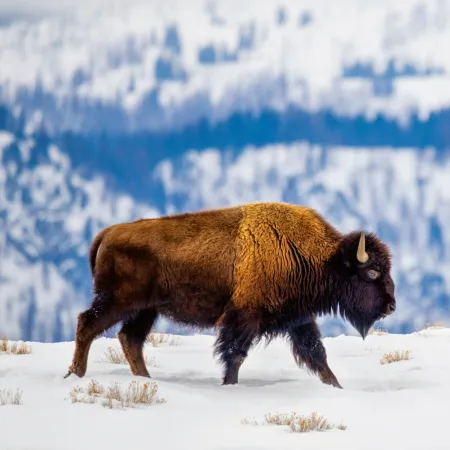 NOTIQUE Poznámkový kalendář Divoká zvířata 2026, 30 x 30 cm