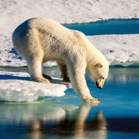 NOTIQUE Poznámkový kalendář Divoká zvířata 2026, 30 x 30 cm