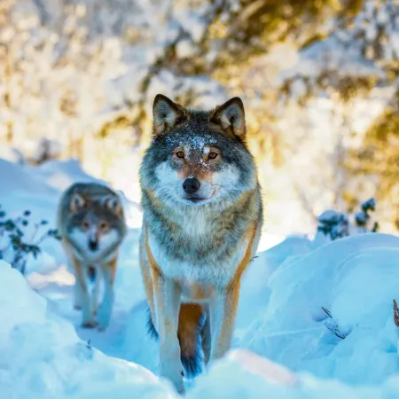 NOTIQUE Poznámkový kalendář Divoká zvířata 2026, 30 x 30 cm