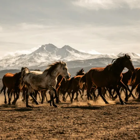 NOTIQUE Poznámkový kalendář Divoká zvířata 2026, 30 x 30 cm