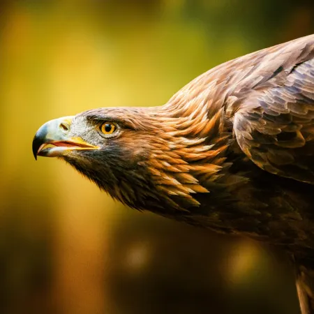 NOTIQUE Poznámkový kalendář Divoká zvířata 2026, 30 x 30 cm