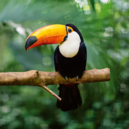 NOTIQUE Poznámkový kalendář Divoká zvířata 2026, 30 x 30 cm