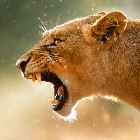 NOTIQUE Poznámkový kalendář Divoká zvířata 2026, 30 x 30 cm