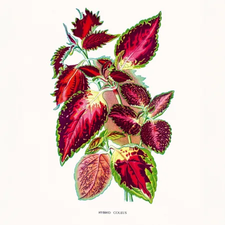 NOTIQUE Poznámkový kalendář Herbář 2026, 30 x 30 cm