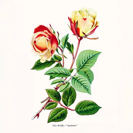 NOTIQUE Poznámkový kalendář Herbář 2026, 30 x 30 cm