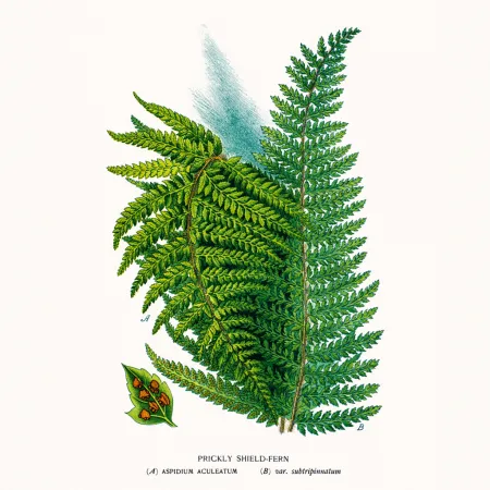 NOTIQUE Poznámkový kalendář Herbář 2026, 30 x 30 cm