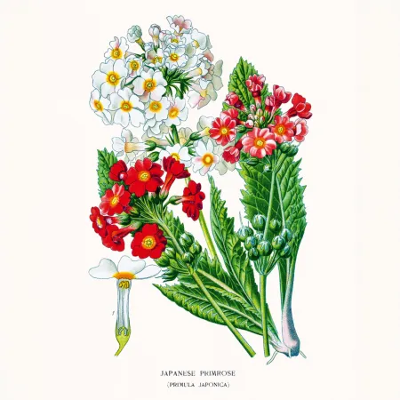 NOTIQUE Poznámkový kalendář Herbář 2026, 30 x 30 cm