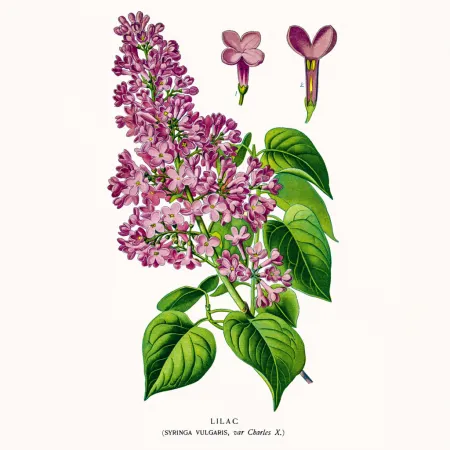 NOTIQUE Poznámkový kalendář Herbář 2026, 30 x 30 cm