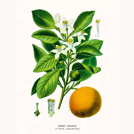 NOTIQUE Poznámkový kalendář Herbář 2026, 30 x 30 cm