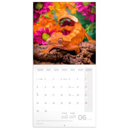 NOTIQUE Poznámkový kalendář Ještěři 2026, 30 x 30 cm