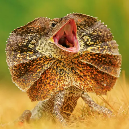 NOTIQUE Poznámkový kalendář Ještěři 2026, 30 x 30 cm