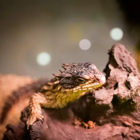 NOTIQUE Poznámkový kalendář Ještěři 2026, 30 x 30 cm