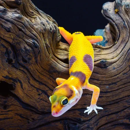 NOTIQUE Poznámkový kalendář Ještěři 2026, 30 x 30 cm