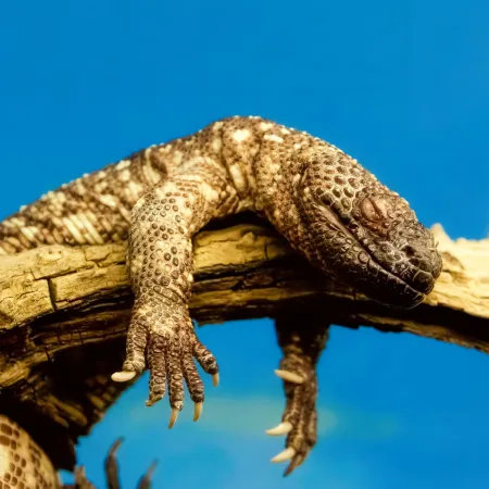 NOTIQUE Poznámkový kalendář Ještěři 2026, 30 x 30 cm