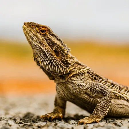 NOTIQUE Poznámkový kalendář Ještěři 2026, 30 x 30 cm