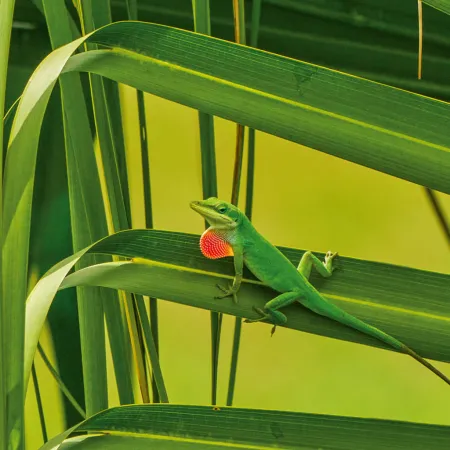 NOTIQUE Poznámkový kalendář Ještěři 2026, 30 x 30 cm