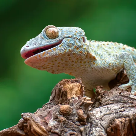 NOTIQUE Poznámkový kalendář Ještěři 2026, 30 x 30 cm