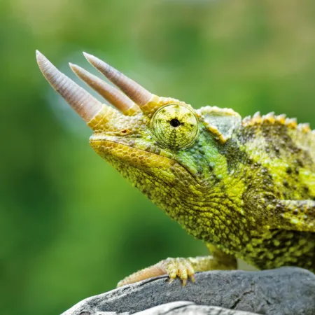 NOTIQUE Poznámkový kalendář Ještěři 2026, 30 x 30 cm