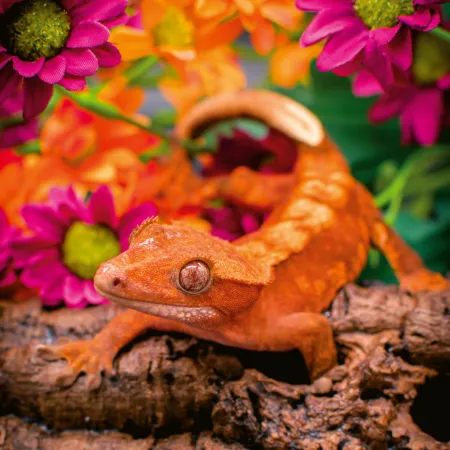 NOTIQUE Poznámkový kalendář Ještěři 2026, 30 x 30 cm