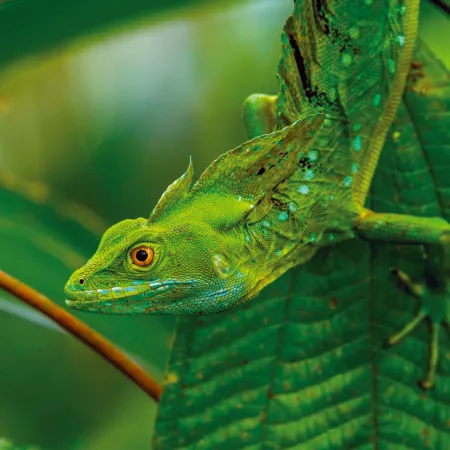 NOTIQUE Poznámkový kalendář Ještěři 2026, 30 x 30 cm