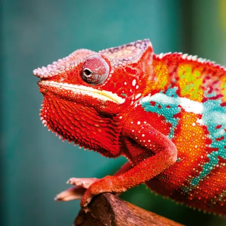 NOTIQUE Poznámkový kalendář Ještěři 2026, 30 x 30 cm