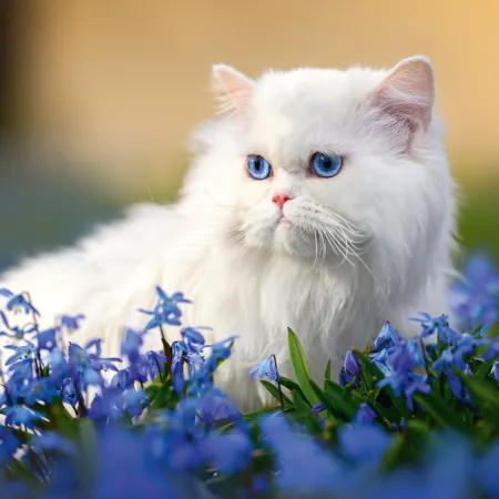 NOTIQUE Poznámkový kalendář Kočky 2026, 30 x 30 cm